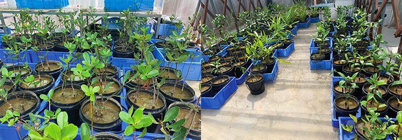 低矮型紅樹植物繁育與淺灘植被修復技術(shù)